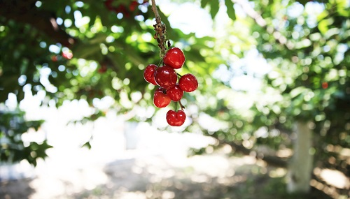 土壤水分溫度儀在櫻桃園土壤管理中的應(yīng)用