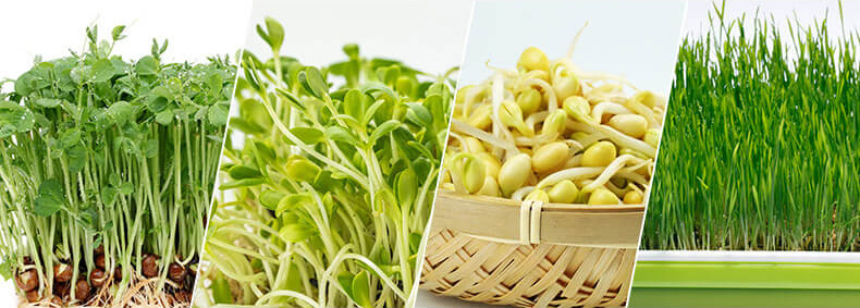 種子發(fā)芽好幫手，萊恩德智能科技助力種業(yè)研究更高效