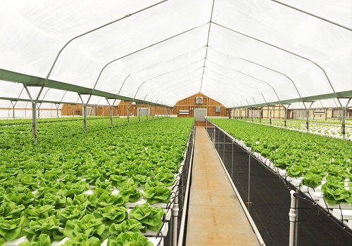 土壤水分測(cè)量?jī)x助力大棚增產(chǎn)增收（在大棚作物種植中應(yīng)用土壤水分監(jiān)測(cè)儀的好處）