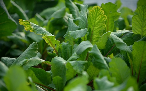 土壤養(yǎng)分測試儀改善大棚蔬菜肥害