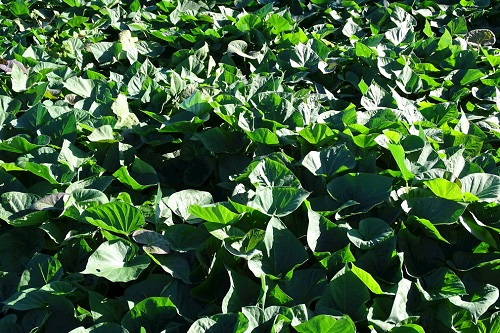 土壤養(yǎng)分檢測儀助力傳統(tǒng)農(nóng)業(yè)實(shí)現(xiàn)科學(xué)生產(chǎn)