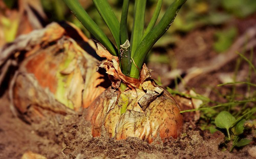土壤養(yǎng)分檢測(cè)儀的應(yīng)用有助于科學(xué)合理的施肥