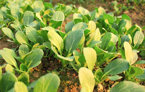 土壤養(yǎng)分速測(cè)儀：正確用肥減少作物病害