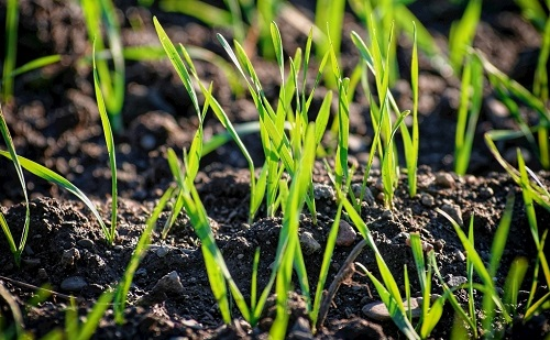 土壤水分測定儀:在最適合的時間給麥田補(bǔ)水 土壤水分測定儀:在最適合的時間給麥田補(bǔ)水