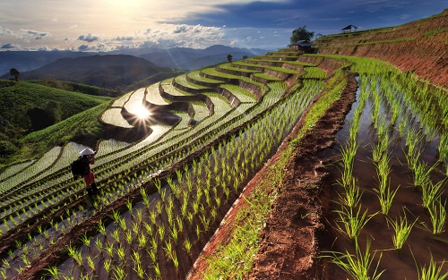 土壤水分速測(cè)儀：定位種植區(qū)域土壤墑情