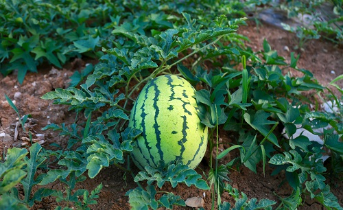 快速土壤水分溫度測定儀給西瓜種植戶非常實用，想高產(chǎn)就用它