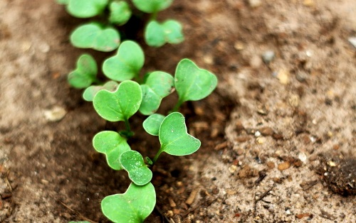 要想更好的利用土壤儀器，你必須知道的三點