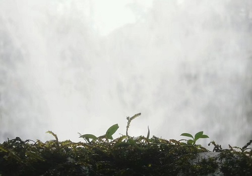 土壤水分測定儀在灌溉中起到的關(guān)鍵作用