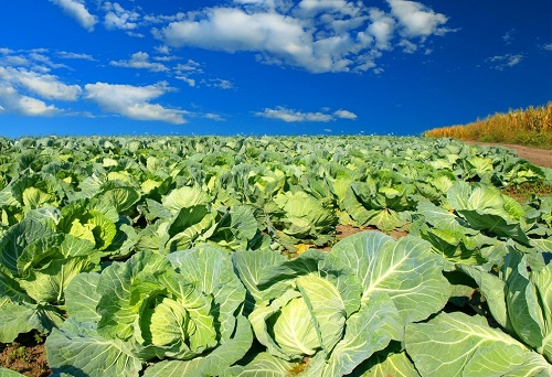 土壤（肥料）養(yǎng)分速測儀對(duì)比同類產(chǎn)品的優(yōu)勢