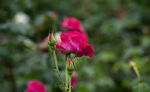 科學(xué)運(yùn)用土壤水分溫度記錄儀實(shí)現(xiàn)墑的妙用