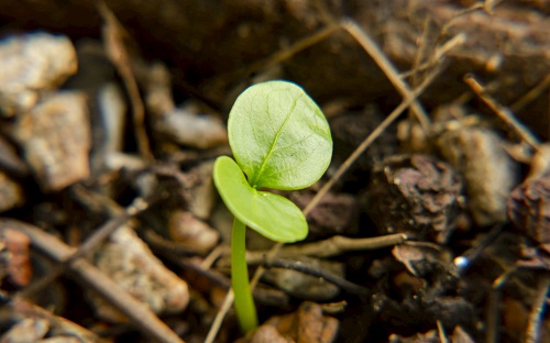 土壤緊實(shí)度儀可強(qiáng)化土地整理工作，改善生態(tài)平衡