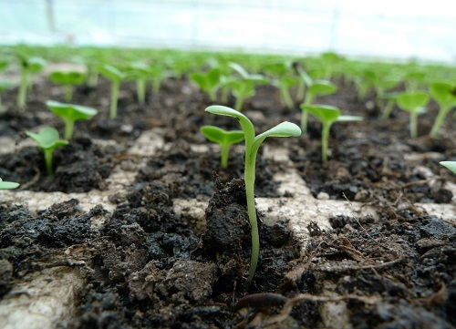 見(jiàn)苗三分樂(lè)，土壤溫度計(jì)可確保花生出苗齊、均、全