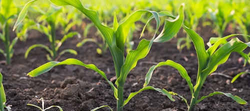 土壤溫度對(duì)玉米出苗有什么影響？讓土壤溫度計(jì)來(lái)告訴你