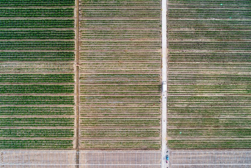 【土壤緊實度儀的推廣】土壤緊實度儀在棉花種植過程中的應(yīng)用