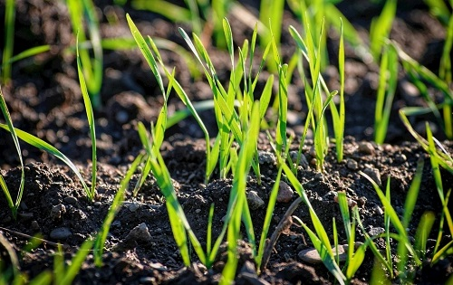 土壤重金屬檢測儀能檢測什么？土壤重金屬檢測儀是檢測土壤污染的重要儀器