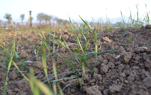 土壤緊實(shí)度測(cè)量?jī)x使用原理及測(cè)定方法有哪些？