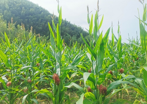 土壤緊實(shí)度儀是測(cè)定土壤硬度的重要工具