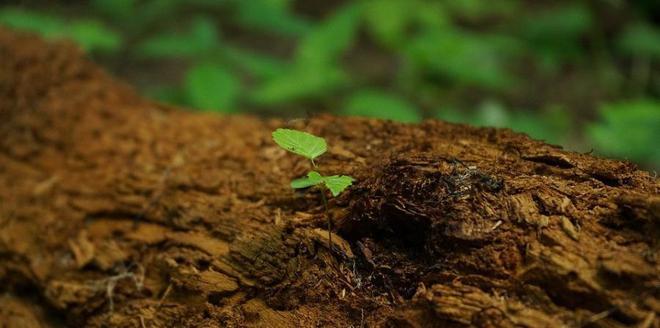 如何快速測定土壤墑情？用土壤墑情速測儀