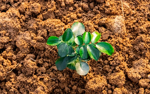 土壤溫度對植物的重要性！土壤溫度計專業(yè)分析