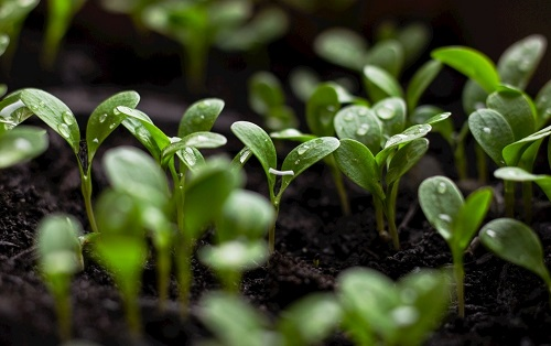 土壤水勢儀測定的土壤水勢結(jié)果十分準確（土壤水勢的測定方法）