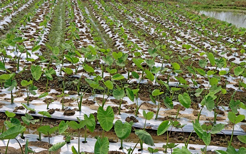 土壤養(yǎng)分檢測儀測肥料含量準(zhǔn)嗎？（土壤肥料養(yǎng)分檢測儀操作前后注意事項(xiàng)）