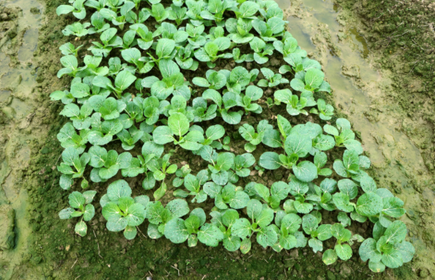 快速士壤水分溫度測定儀的應(yīng)用領(lǐng)域介紹