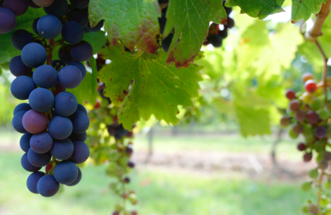 土壤養(yǎng)分分析儀解決果農(nóng)施肥難題（果農(nóng)施肥的三大弊端）