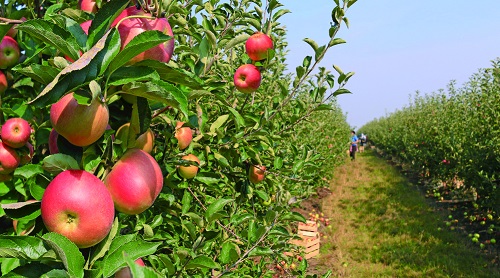土壤分析儀為果園生產(chǎn)培育優(yōu)質(zhì)土壤