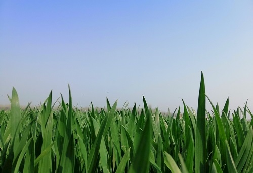 土壤檢測儀器可應(yīng)用于農(nóng)業(yè)中，幫助人們了解和掌握土壤特性