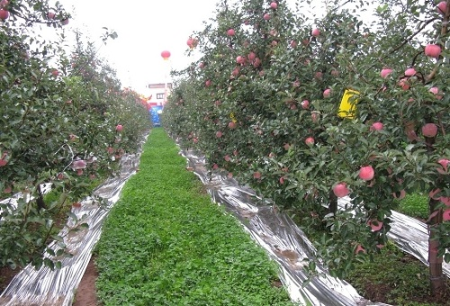 利用快速土壤水分溫度測定儀測定研究果園生草對土壤環(huán)境的影響