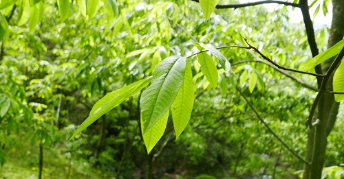 核桃果園應(yīng)該利用土壤水分溫度速測儀優(yōu)化土壤條件