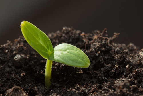 土壤氮磷鉀分析儀防止農(nóng)業(yè)施肥進(jìn)入氮磷鉀過(guò)量這個(gè)“坑”