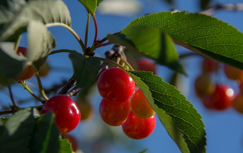 應(yīng)用土壤水分溫度測(cè)定儀細(xì)化甜櫻桃生產(chǎn)管理