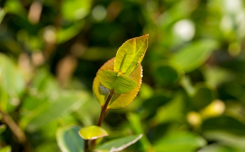 使用土壤pH檢測(cè)儀幫你解決茶園的“酸性困惑