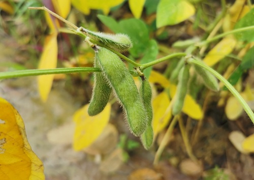 大豆種植不景氣？土壤養(yǎng)分測(cè)試儀找到了新出路