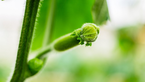 快速土壤水分溫度儀的監(jiān)測(cè)能發(fā)揮最大農(nóng)業(yè)效益