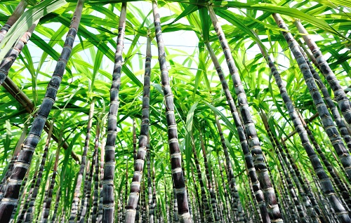 土壤水分測(cè)定儀受到甘蔗種植戶的應(yīng)用