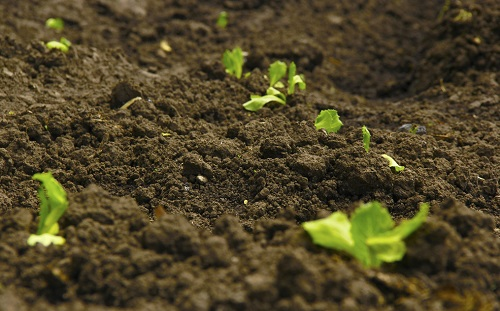 劃重點--土壤緊實度的重要性以及判定方法