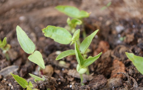 土壤含水量的測定方法有哪些？使用土壤水分測定儀更便捷