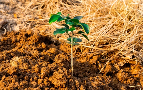 土壤水勢(shì)儀監(jiān)測(cè)干旱土壤性質(zhì)，提高作物抗旱能力