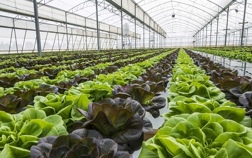 為什么溫室工人特別看重土壤鹽分呢?土壤鹽分測(cè)定儀有什么用?