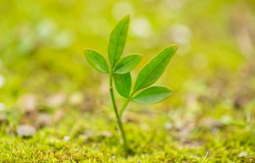 土壤養(yǎng)分測(cè)定儀測(cè)試項(xiàng)目(除了氮磷鉀還有什么）