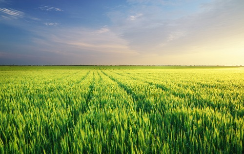 告別靠天吃飯，土壤墑情在線監(jiān)測(cè)系統(tǒng)指導(dǎo)農(nóng)業(yè)用水科學(xué)化