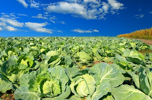 便攜式土壤重金屬分析儀將向智能化方向發(fā)展