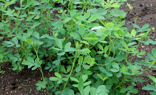 拔果子的日子到了！花生大豐收離不開土壤養(yǎng)分檢測儀的檢測