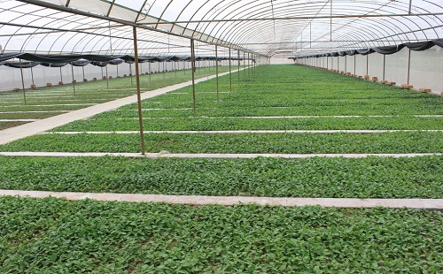 土壤水分快速測定儀教你如何在大棚澆水