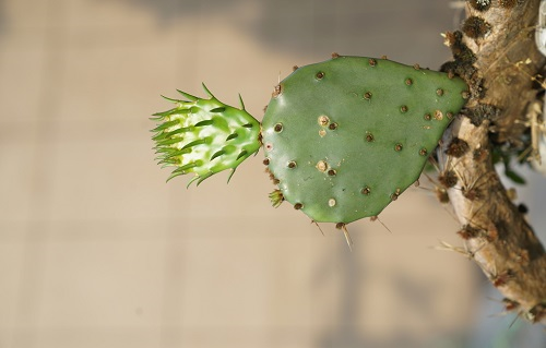 維護保養(yǎng)土壤緊實度儀，做到這五點就行！