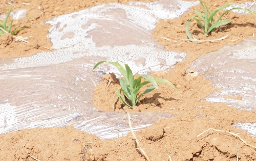 多樣品檢測儀--使用土壤養(yǎng)分測定儀讓施肥工作更科學(xué)