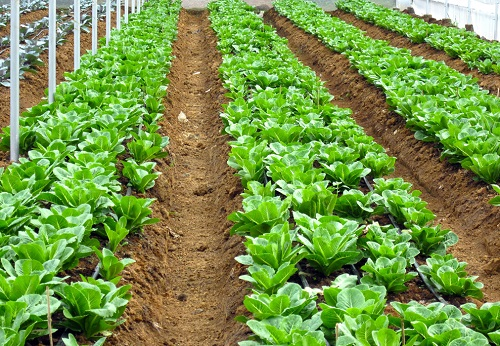 土壤溫濕度速測儀-土壤水分溫度速測儀/功能介紹