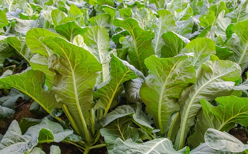 土壤水分速測(cè)儀改善作物品質(zhì)和產(chǎn)量（作物根部是如何吸收土壤中營(yíng)養(yǎng)元素的）